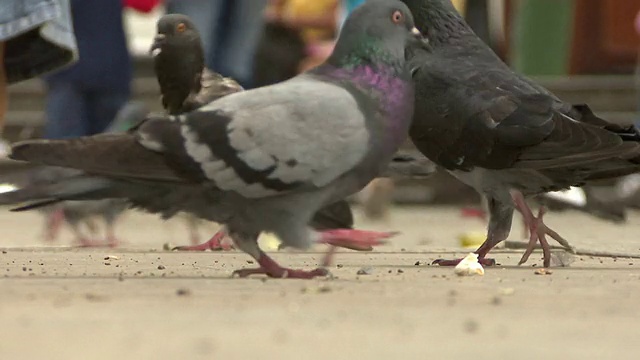 鸽子在广场高清视频下载