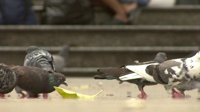 鸽子在广场高清视频下载