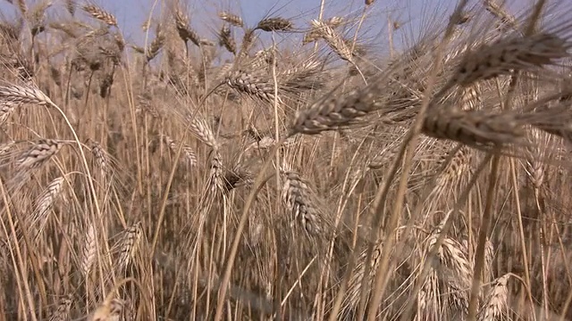 风吹过麦田视频素材