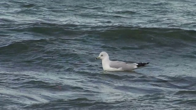 海鸥在波涛中漂浮视频素材