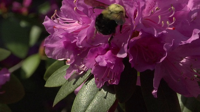 大黄蜂为杜鹃花授粉视频素材