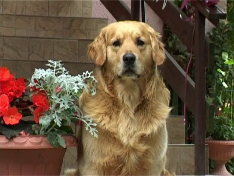 金毛猎犬视频下载