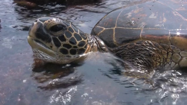 热带海龟夏威夷海怀基基瓦胡岛火奴鲁鲁哈瑙马湾夏威夷人视频素材