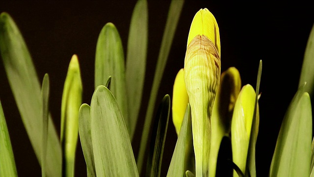 花盛开的水仙花视频素材