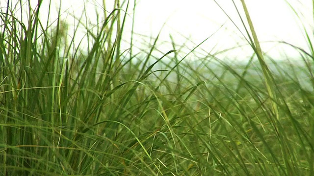 海滩附近草海架焦点视频下载