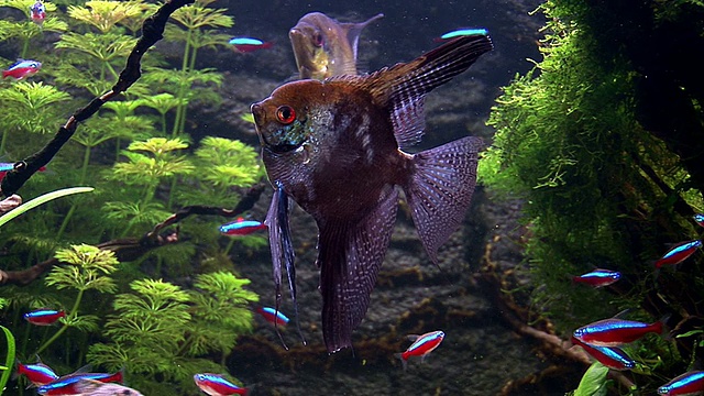 翼龙 - 水族馆鳞片视频下载