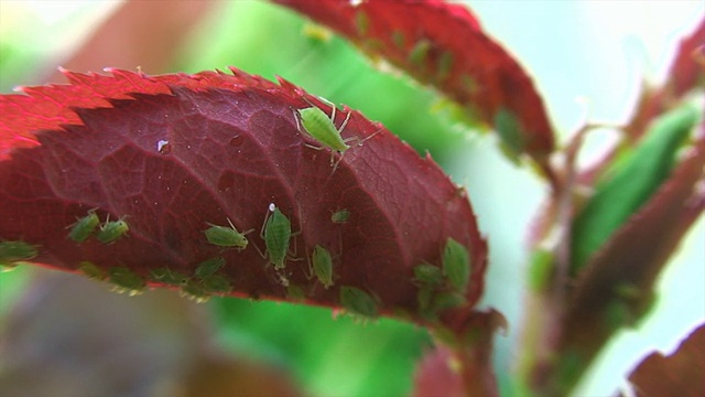 蚜虫视频素材