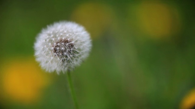 HD自然花蒲公英视频素材