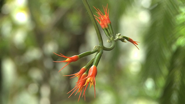 兰花视频素材