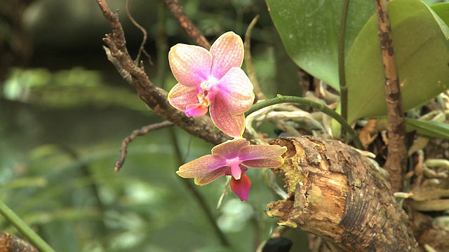 兰花视频素材