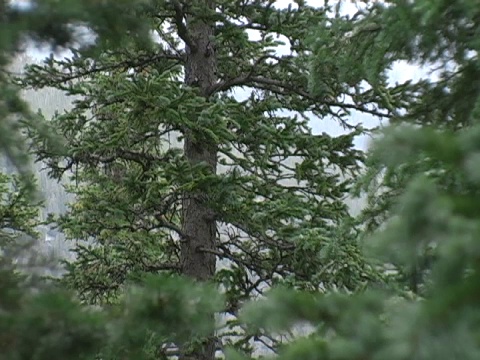 科罗拉多山脉降雪-03视频下载