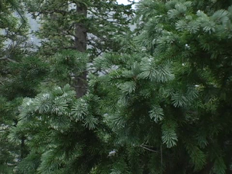 科罗拉多山脉降雪-04视频素材