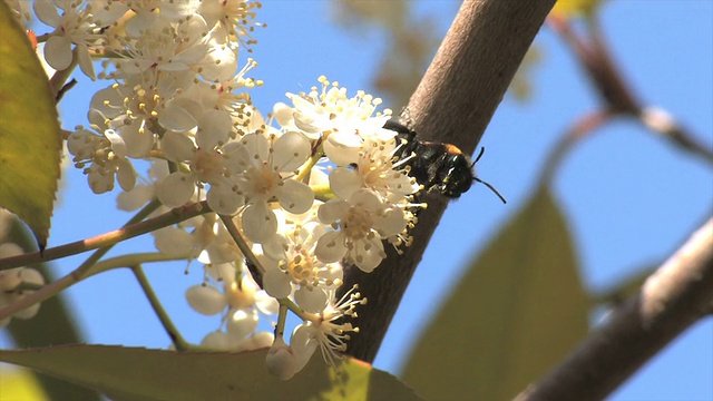 Bombus vosnesenkii . .关闭视图。视频素材