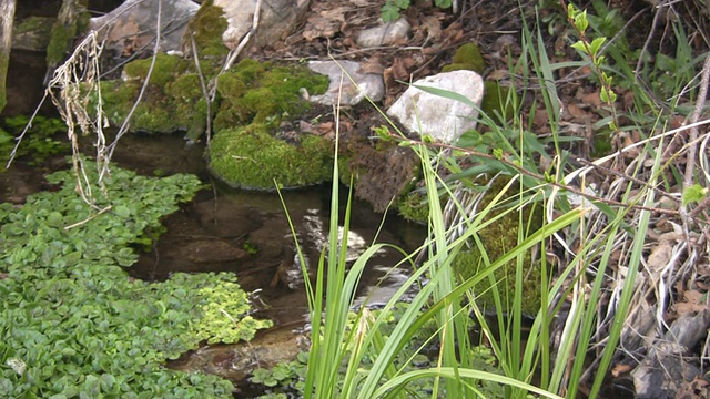 池水苔藓视频素材