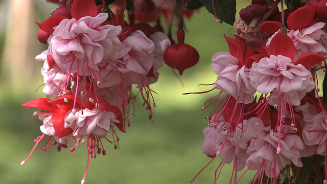 花视频素材