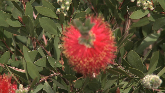 花视频素材