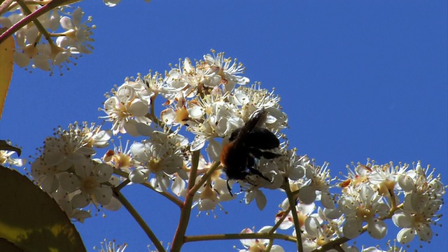 大黄蜂(Bombus vosnesenkii)。视频素材