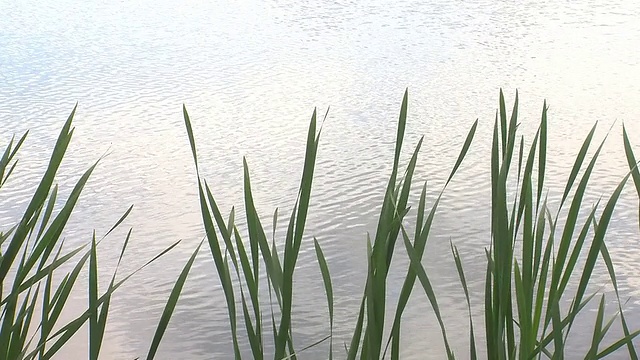 芦苇在风中吹动视频素材