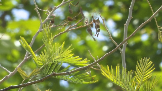 Linnet不好，"Carduelis cannabina"视频下载