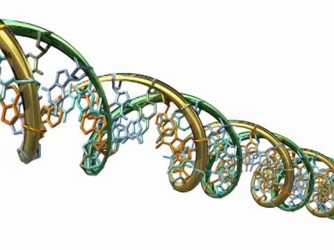 DNA分子模型- PAL视频下载