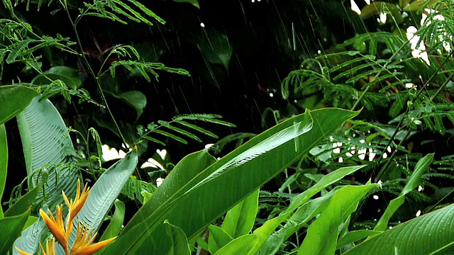 在季风暴雨中的芭蕉叶，慢镜头高清视频下载