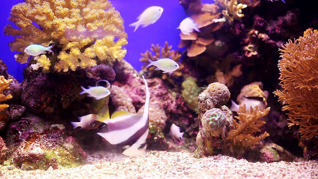 有珊瑚和热带鱼的水族馆。视频素材