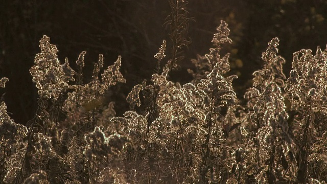 草原植物在风中背光视频下载