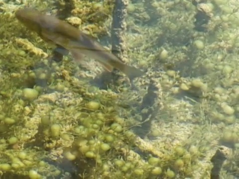 水里的鱼视频下载