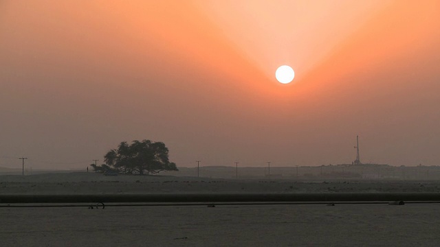 夕阳下的生命之树视频下载