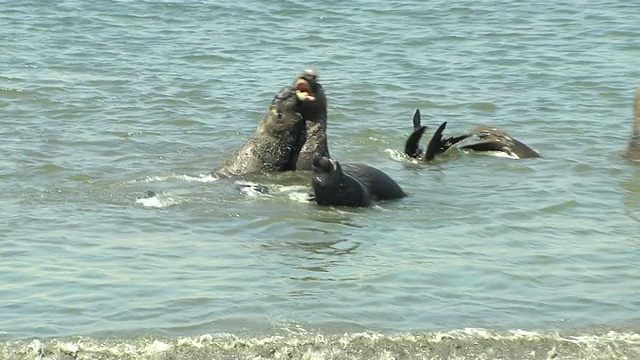 海浪中的海狮视频下载