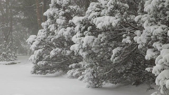 下雪,树视频素材