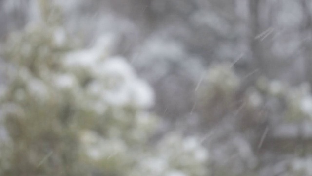 雪与树的特写背景视频素材