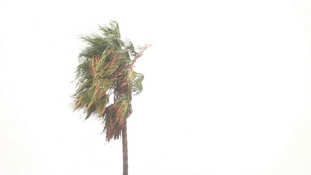 暴风雨中的棕榈树视频下载