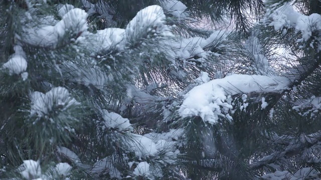 雪在松视频下载