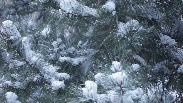 雪在松视频下载