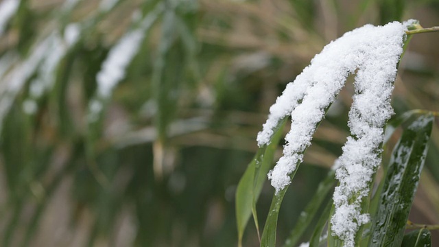 竹叶和新雪视频素材