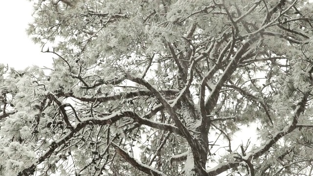 雪和松树，向上看视频素材