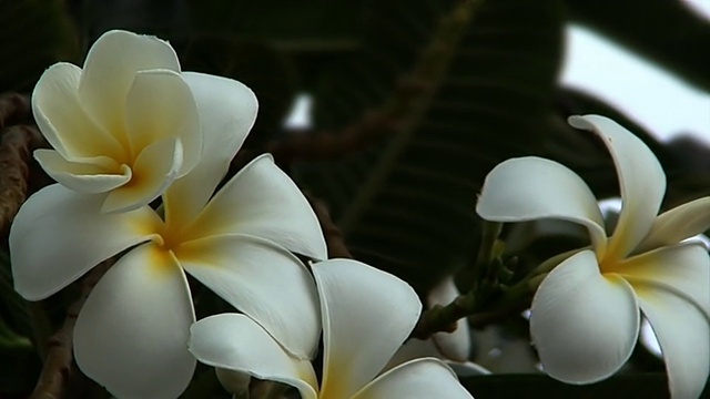 热带花，鸡蛋花-极端特写视频下载