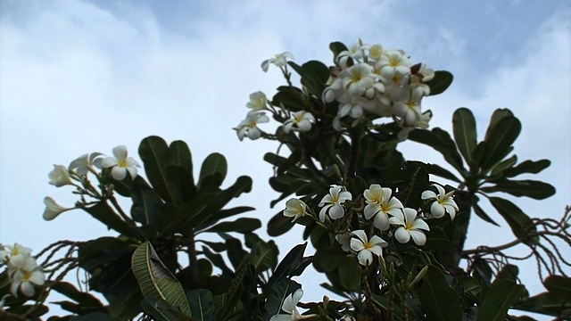 热带花，鸡蛋花视频下载