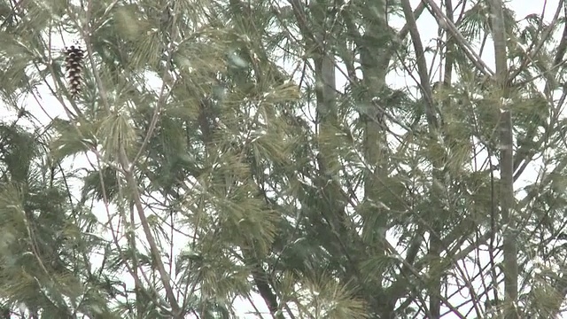 雪花架聚焦视频下载