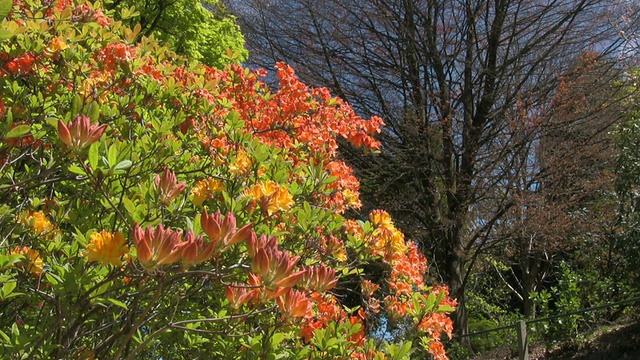 特写桔黄色的杜鹃花和灌木视频下载