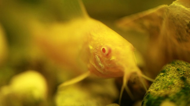 白化病Corydoras视频素材