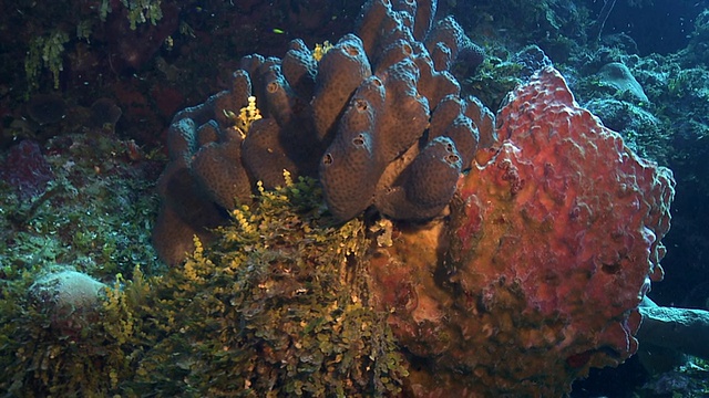 大量新腓骨管和桶状海绵视频素材