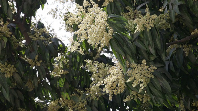 芒果树视频素材