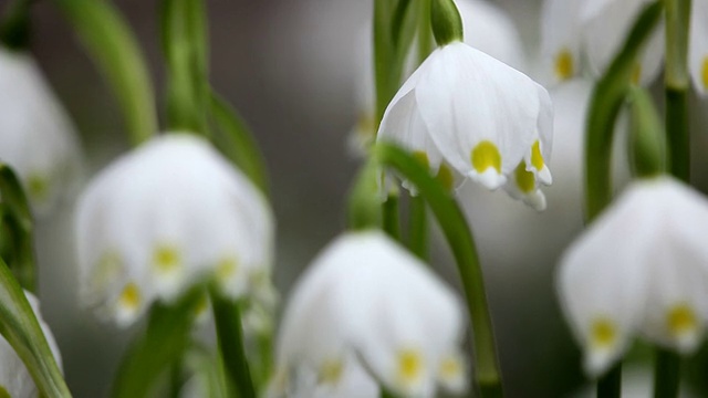 春天阳光下的雪花视频素材