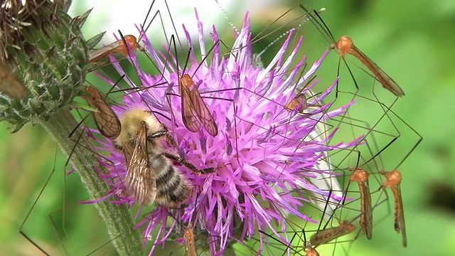 高清:花上的昆虫(视频)视频素材