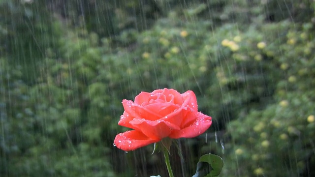 雨中的红玫瑰视频素材