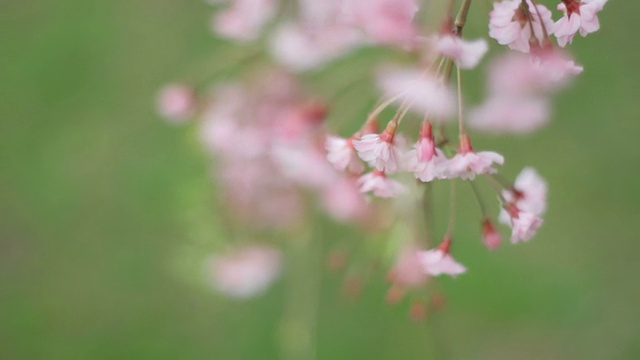 粉红色的樱花视频下载