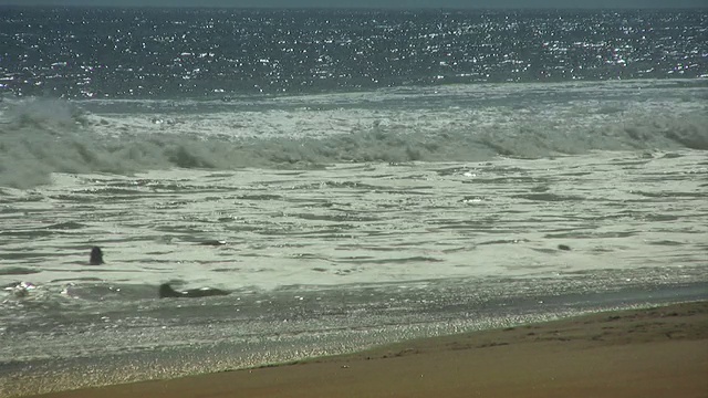 海豹 - Strand_Seeloewen视频素材