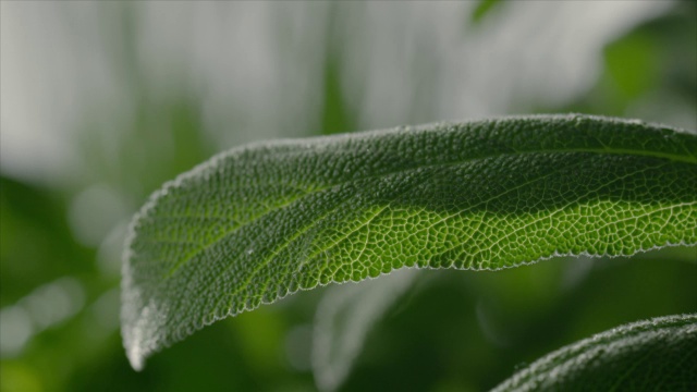 圣人植物视频素材